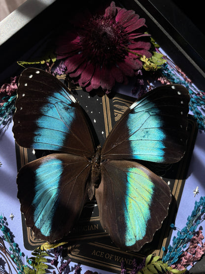 Tarot Magic – Morpho achilles – Vertical Frame (20x20cm)
