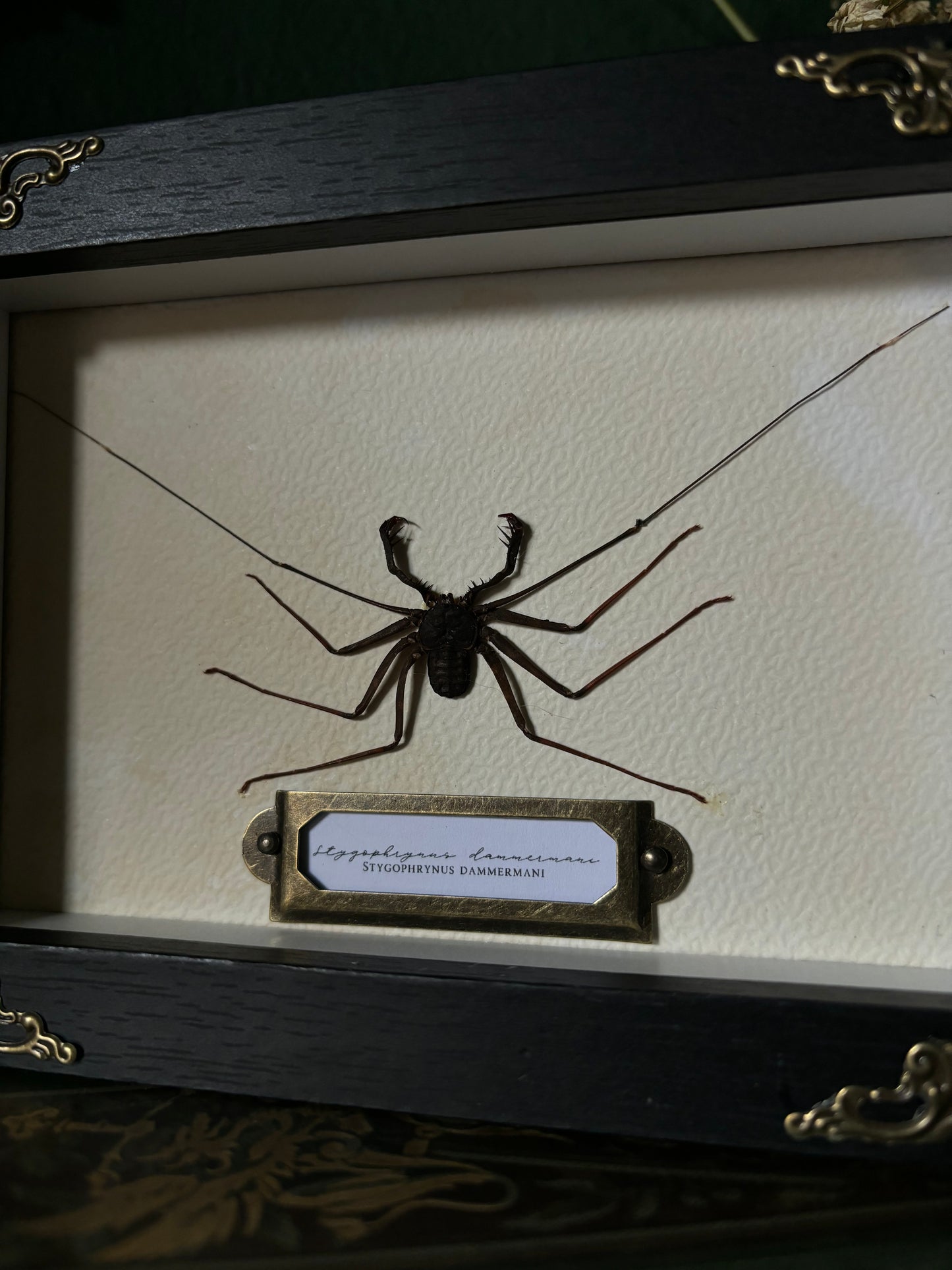 Stygophrynus dammermani