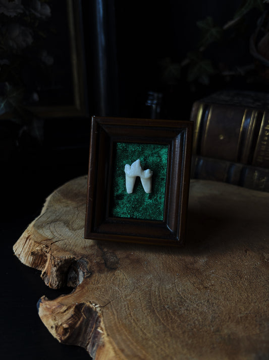 Fox Tooth (Vintage frame 7x5cm)
