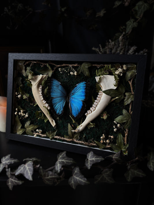 Morpho Helenor | Large Framed Specimen with Bone & Botanicals (30x20cm)