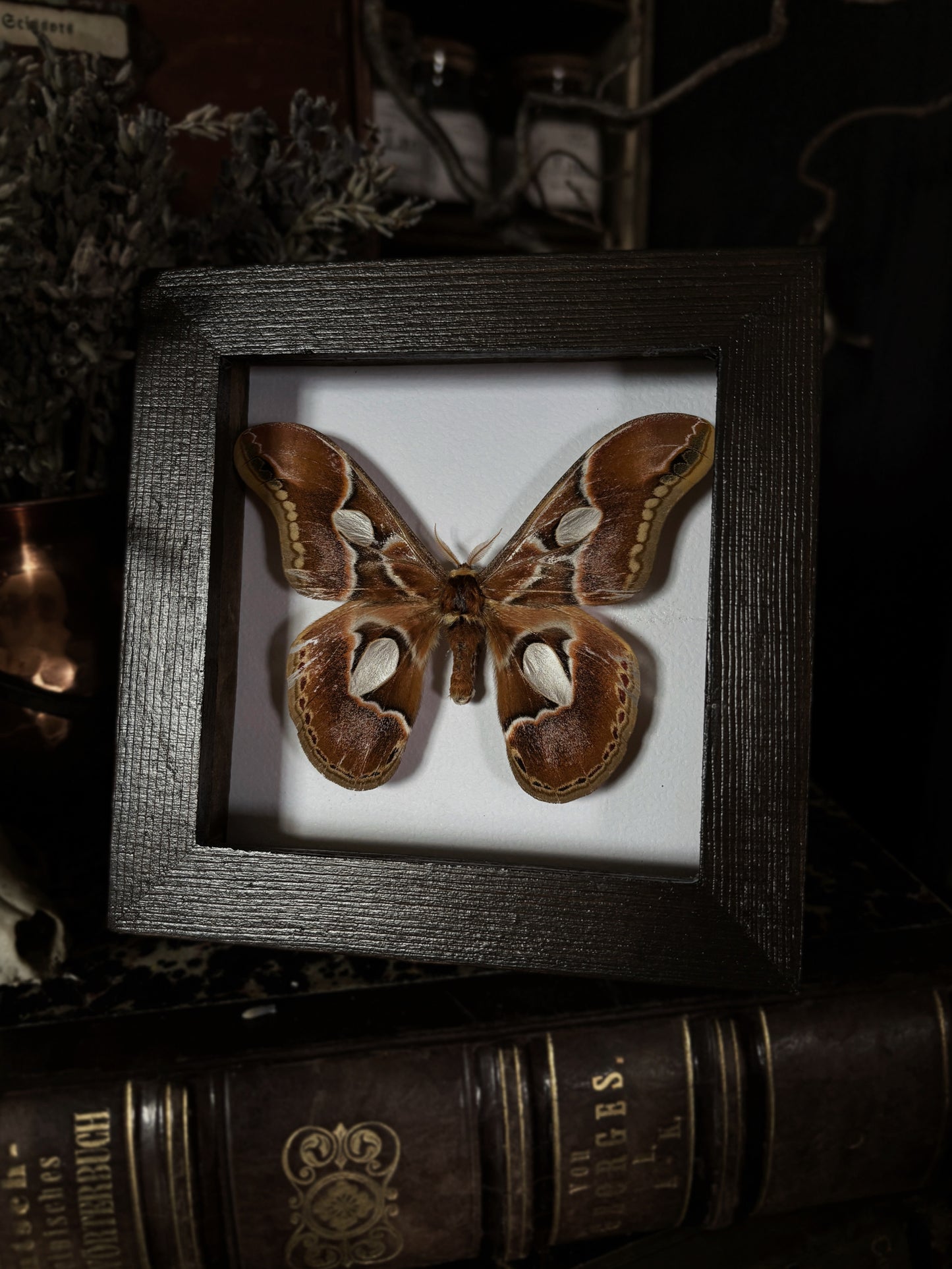 Rothschildia lebeau | Wings of Whimsy Collection (12x12cm)