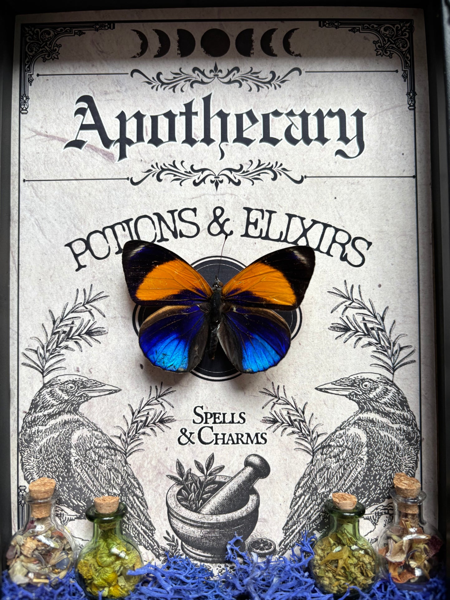Asterope Davisii Apothecary Frame | Potion Vial Curio
