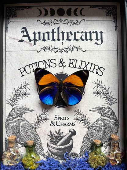 Asterope Davisii Apothecary Frame | Potion Vial Curio