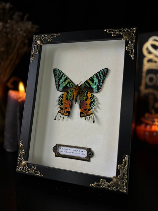 Urania ripheus (18x13cm)