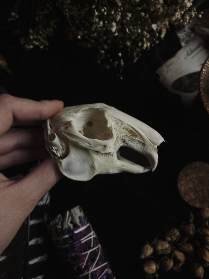 Rabbit skull (whole skull)