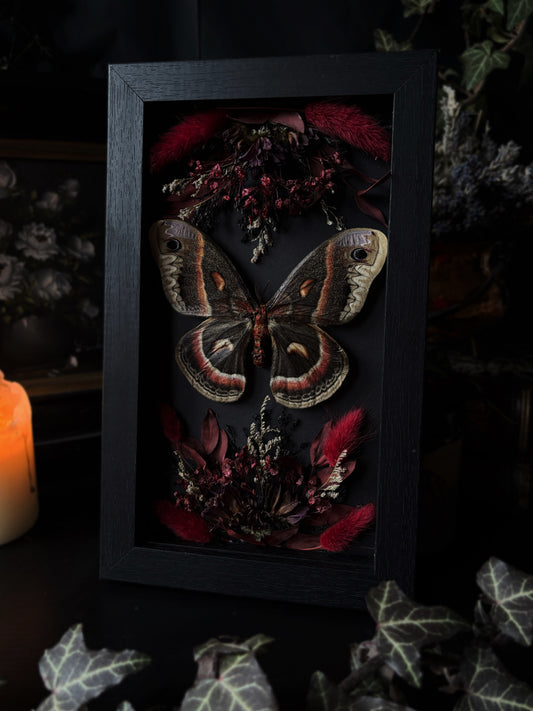 Burgundy forest- Hyalophora cecropia (22x12cm)