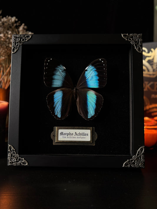 Morpho achilles — Antique Velvet Frame Collection (20x20cm)