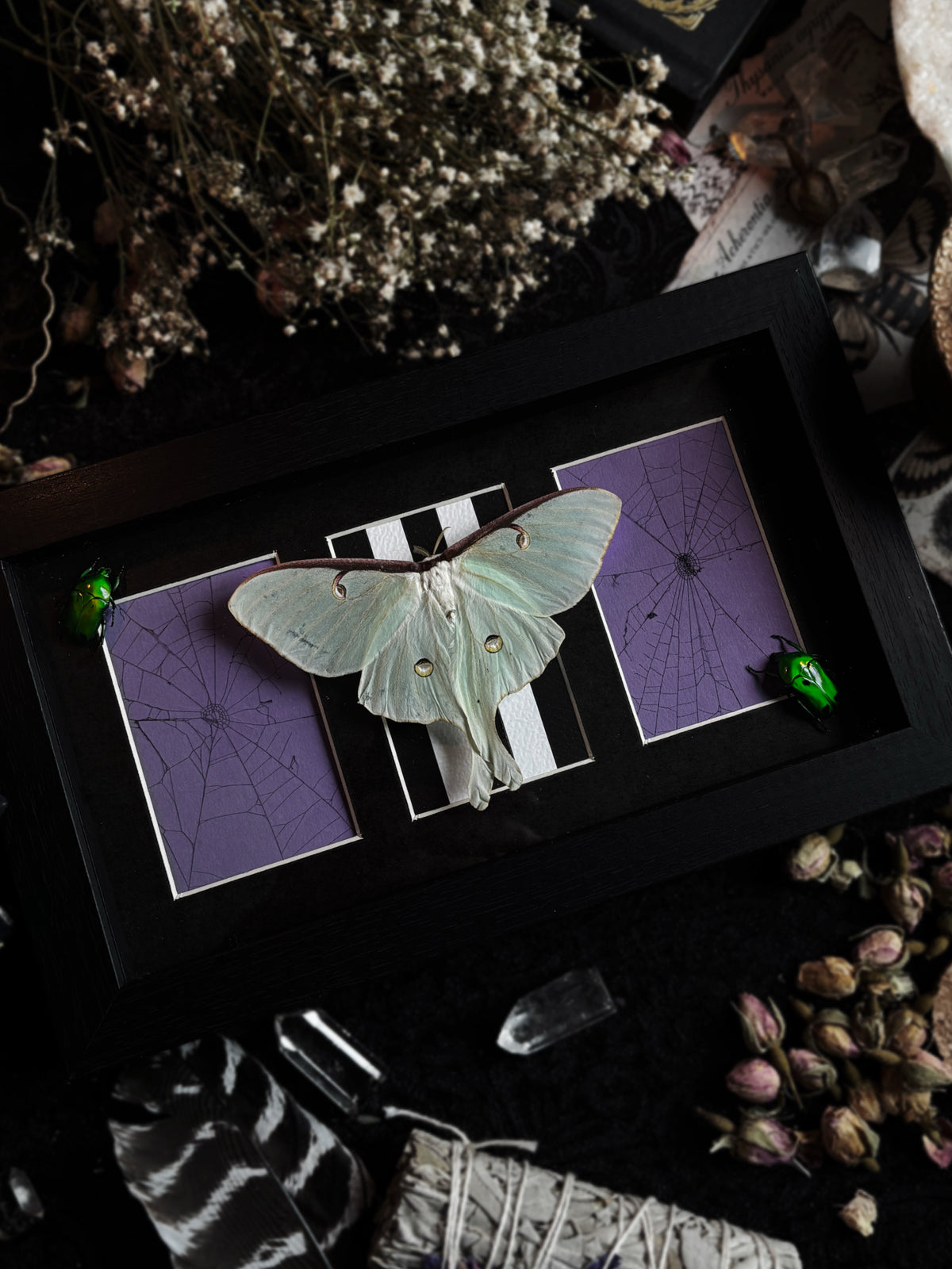 "The Afterlife Garden" - Actias Luna (22x12cm)