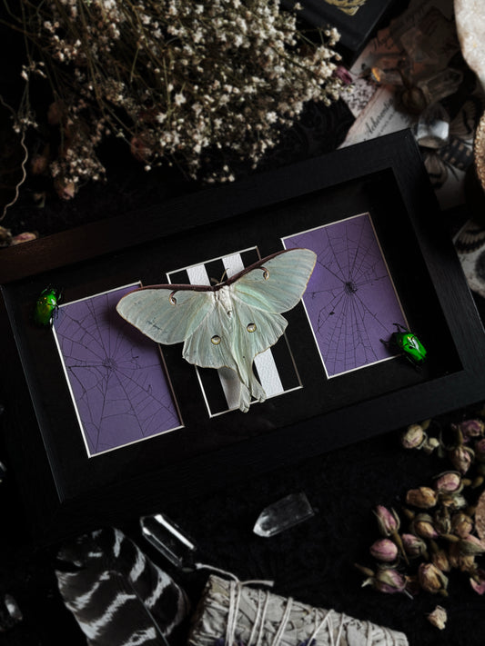 "The Afterlife Garden" - Actias Luna (22x12cm)