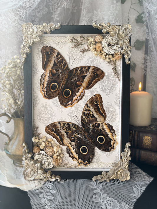 Evening Court – Caligo atreus (30x20cm)