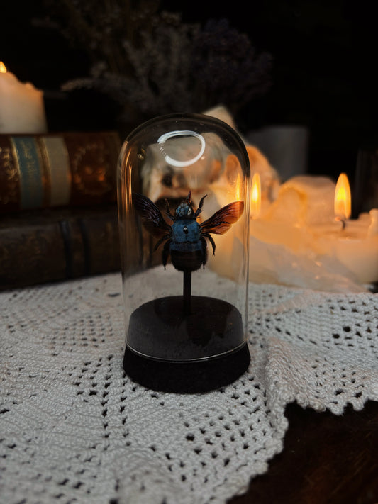 Blue Carpenter Bee Dome (9,5cm)