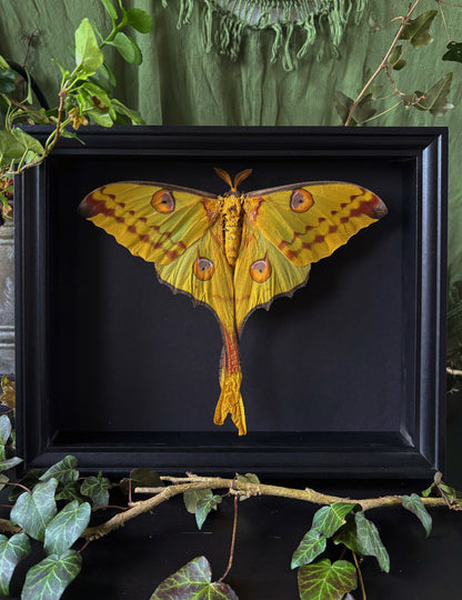 Argema Mittrei - the comet moth