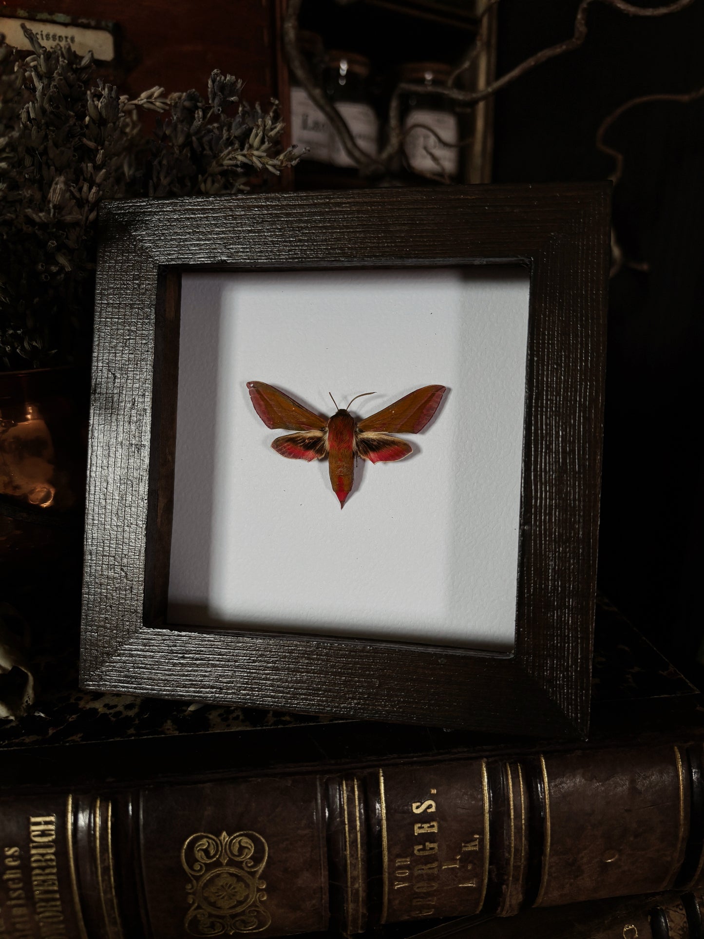 Deilephila elpenor | Wings of Whimsy Collection (12x12cm)