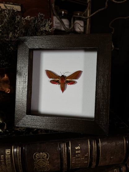 Deilephila elpenor | Wings of Whimsy Collection (12x12cm)