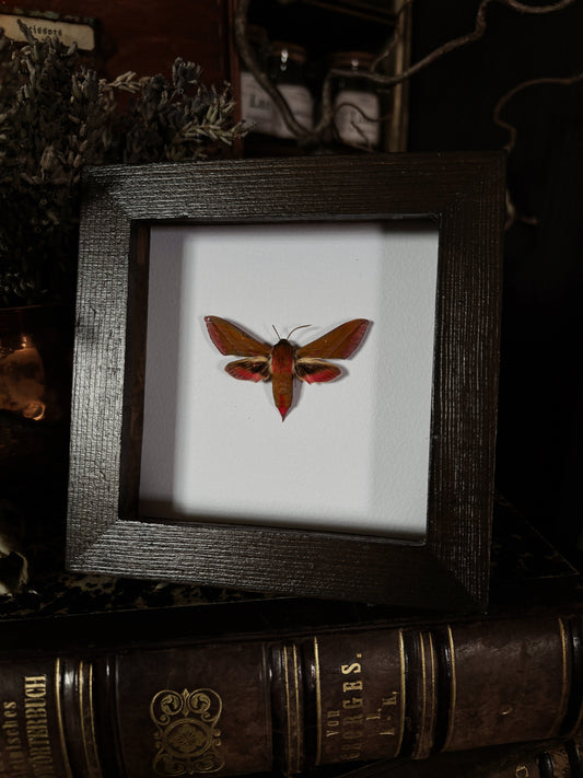 Deilephila elpenor | Wings of Whimsy Collection (12x12cm)