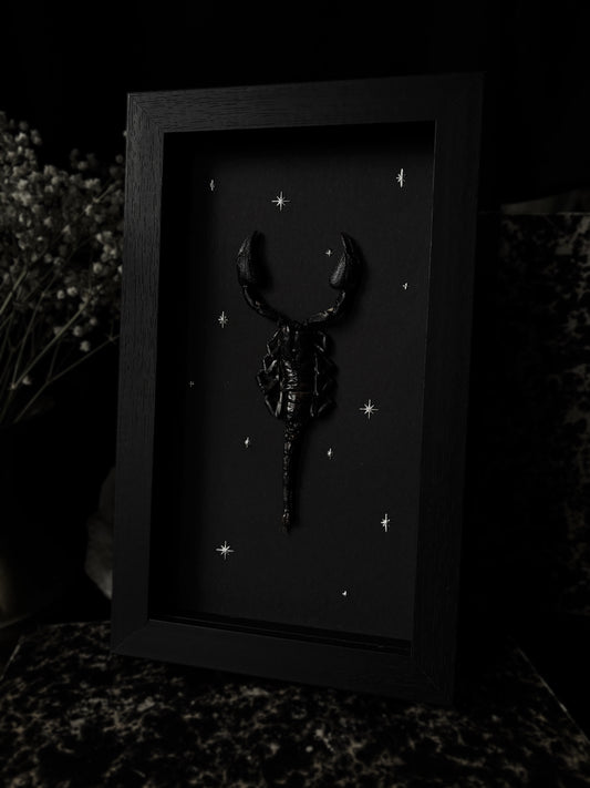 „Starstruck“ Heterometrus cyaneus (23x12cm)