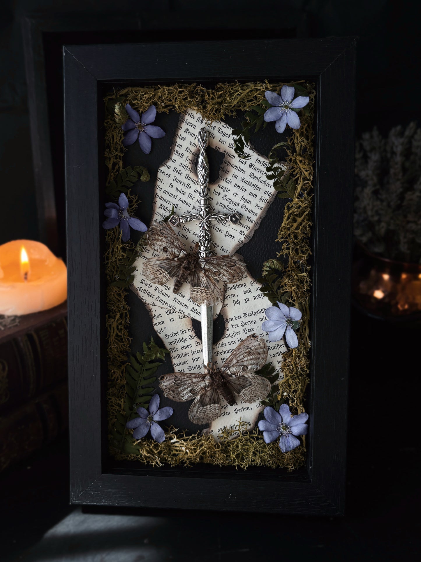 Sword Frame – Brahmaea europaea (22x12cm)