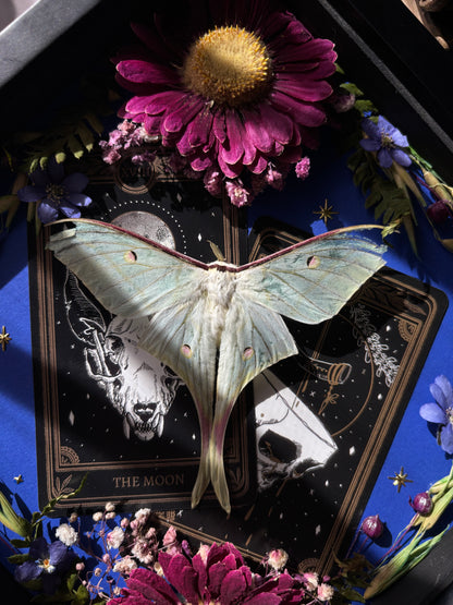 Tarot Magic – Actias selene – Vertical Frame (20x20cm)