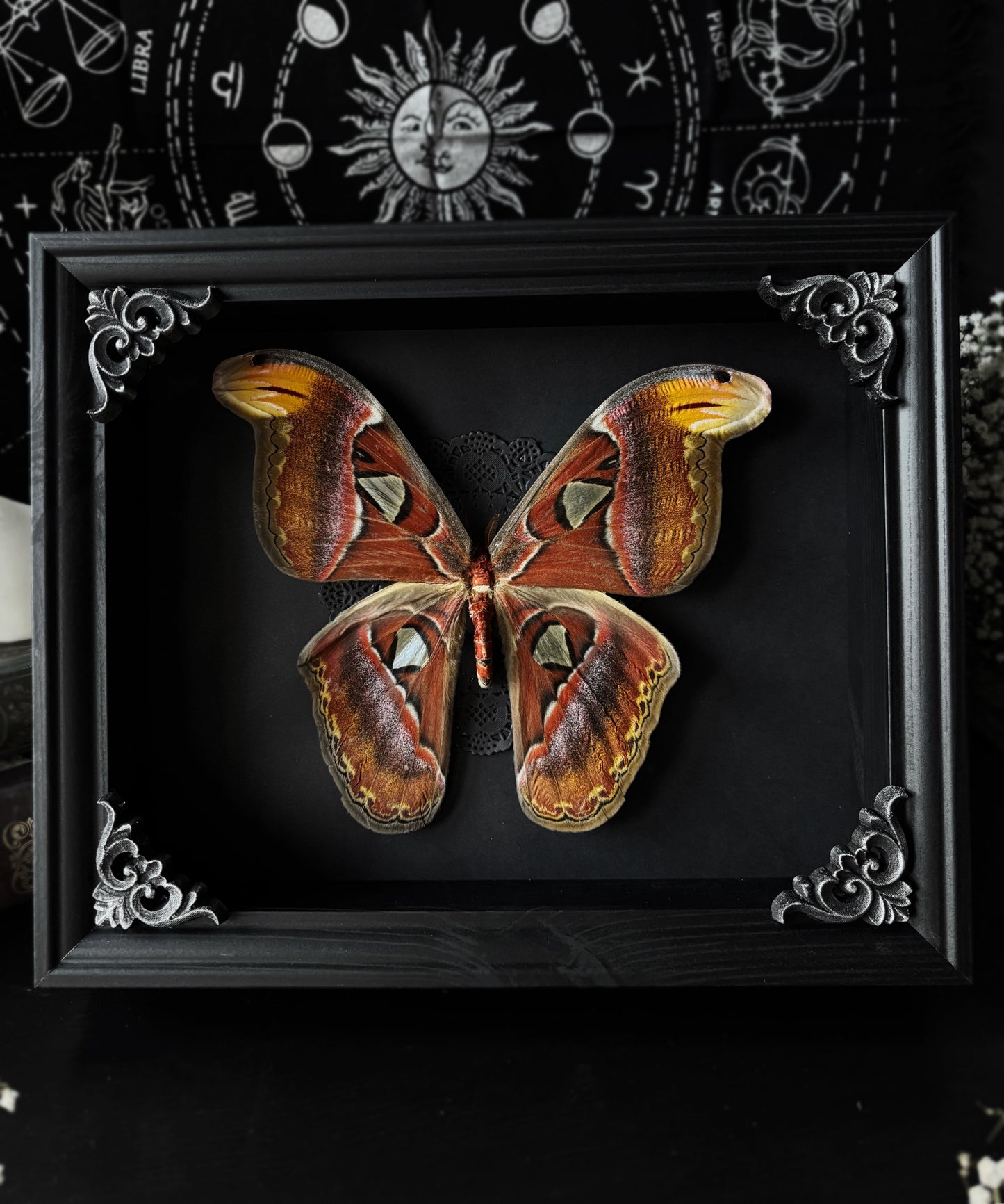 XL Attacus Atlas - Atlas moth