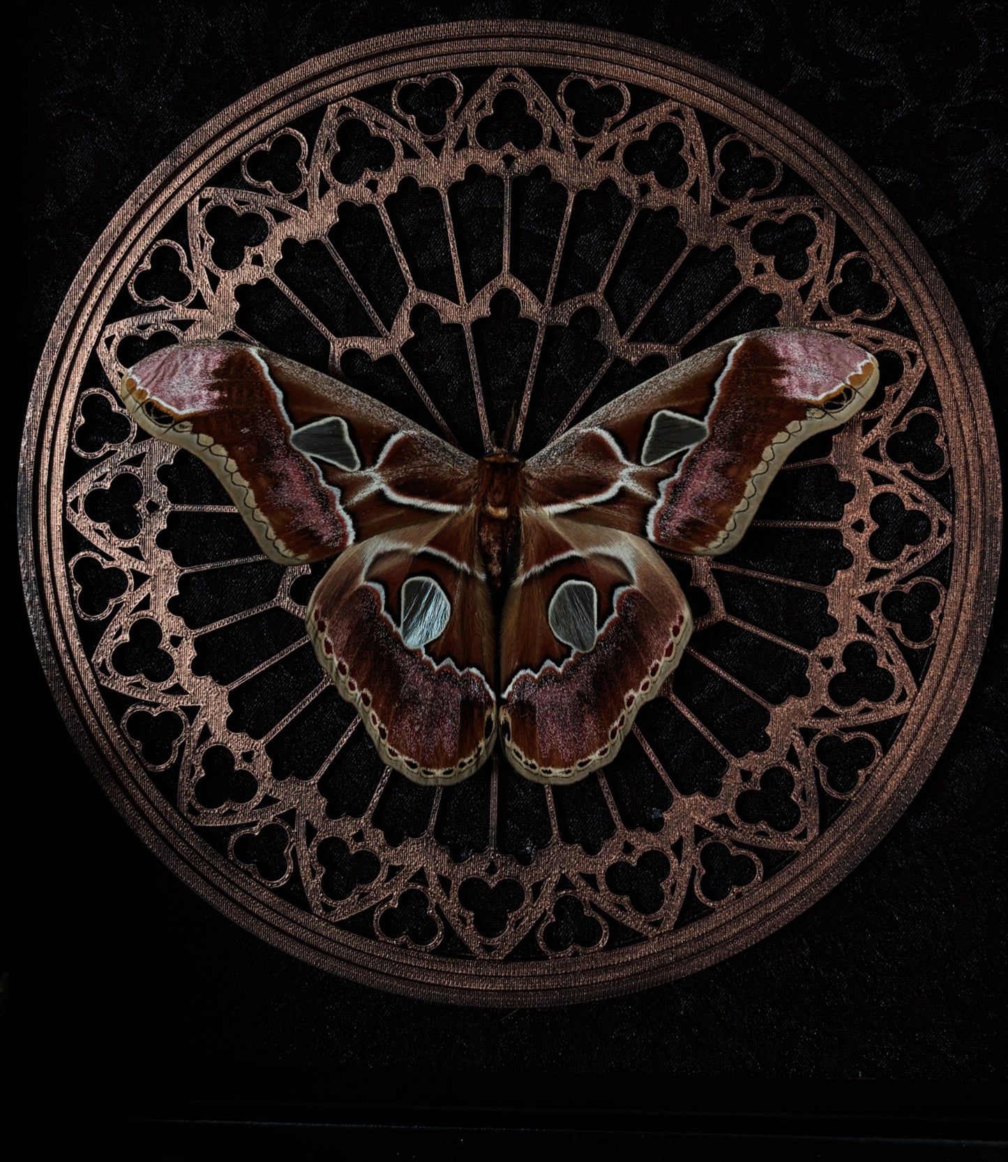 Gothic Rose Window | Rothschildia Moth (20x20cm)