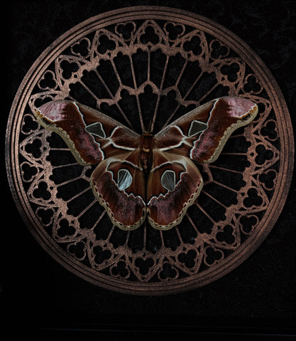 Gothic Rose Window | Rothschildia Moth (20x20cm)