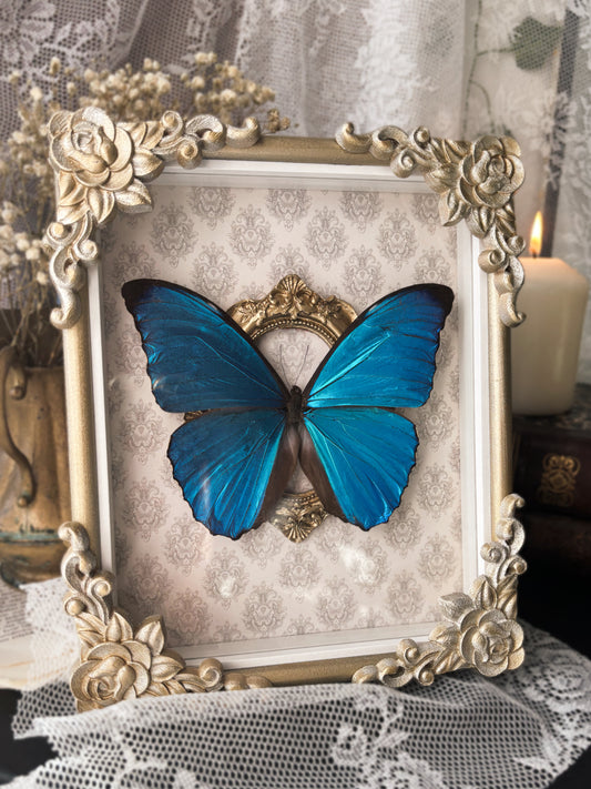 The Empress – Morpho amathonte (23x19cm)