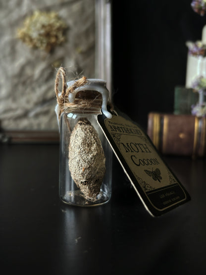 Moth cocoon - glass jar