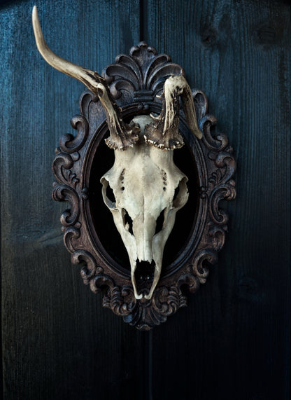 Twisted Antlers – Framed Skull (31 x 20 cm)