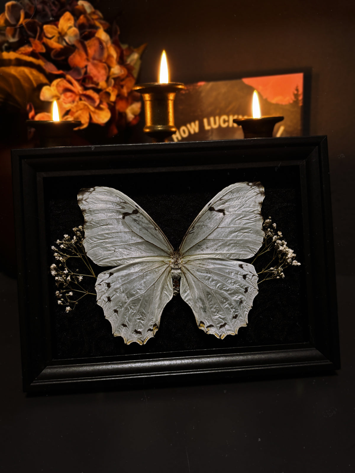 Morpho polyphemus | Black Damask | Dried Baby’s Breath (18x13)