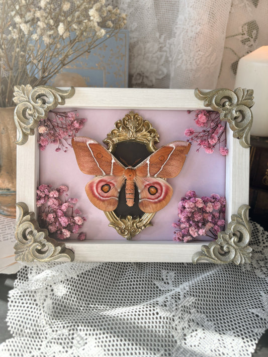 „Blushing” - Antherina suraka (18x13cm)