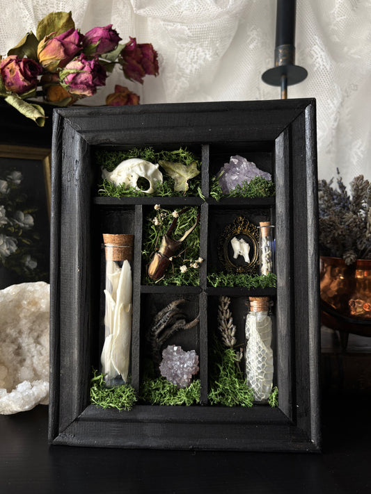 “Witch’s Curio Cabinet” – Framed Shadowbox of Natural Oddities (23x18)