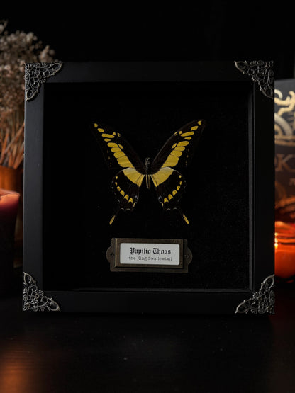 Papilio thoas — Antique Velvet Frame Collection (20x20cm)