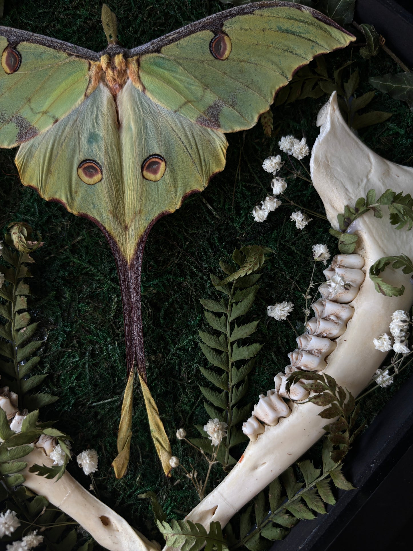 Argema Mimosae | Framed Moth with Deer Bone (25x25cm)