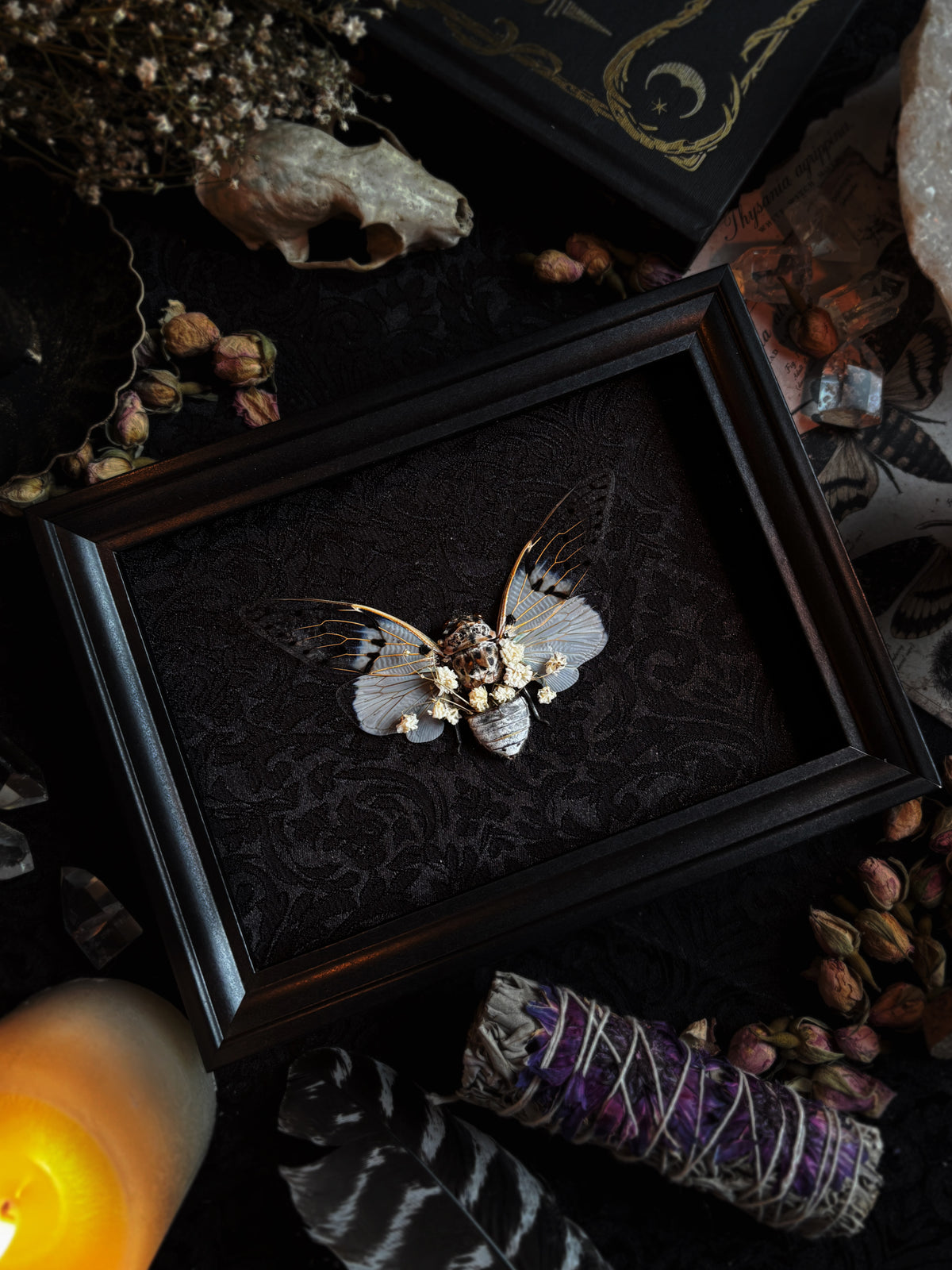 "An Echo from Beyond" - Ayuthia spectabilis (Ghost cicada)