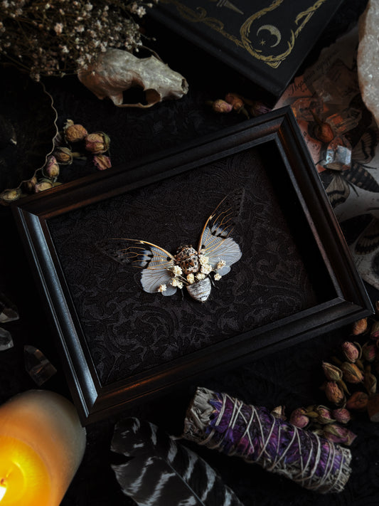 "An Echo from Beyond" - Ayuthia spectabilis (Ghost cicada)