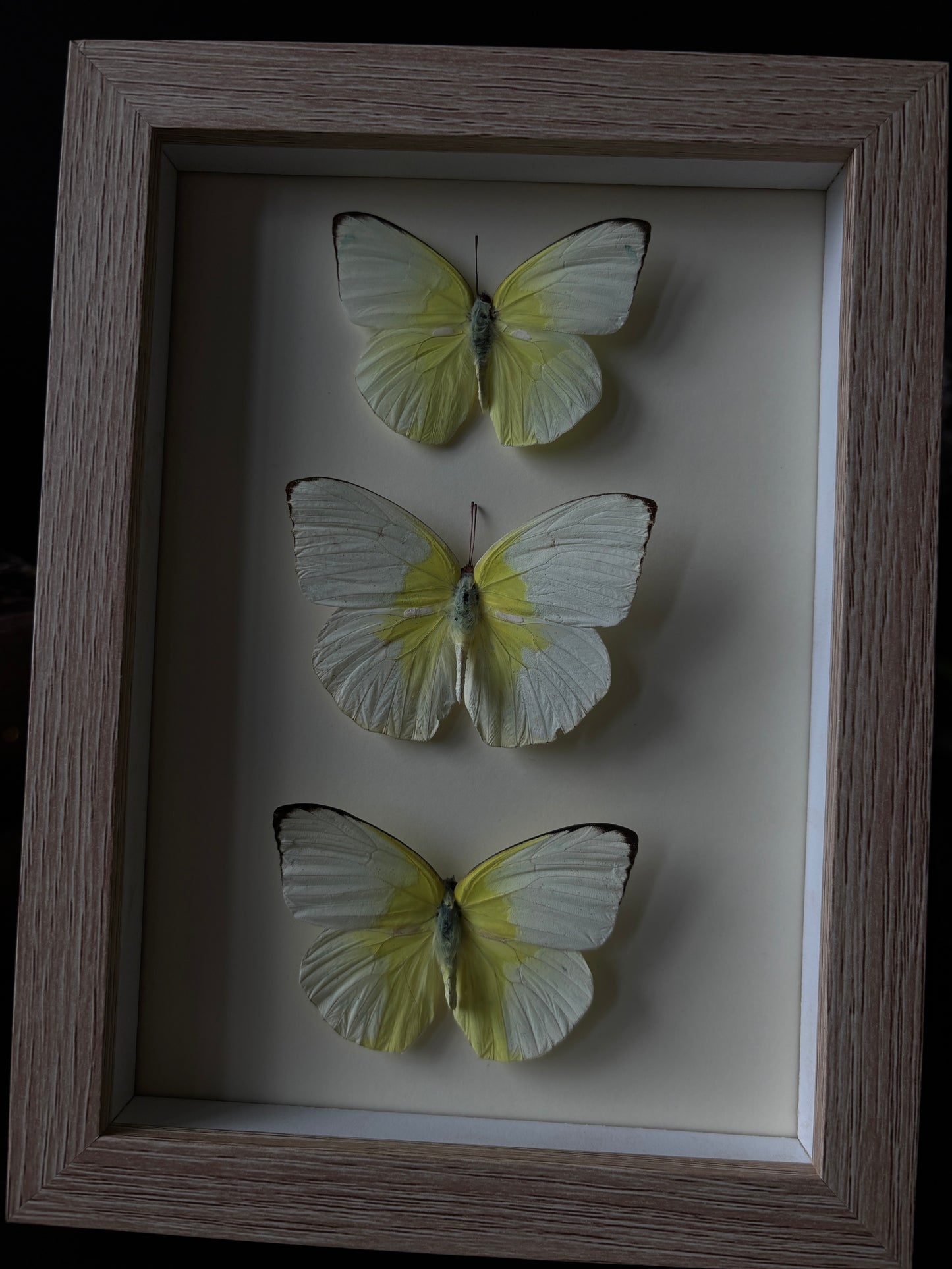 Catopsilia pomona 💛 (18x13cm)