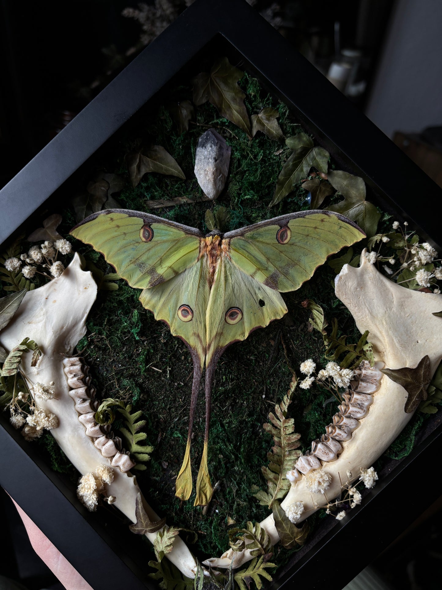 Argema Mimosae | Framed Moth with Deer Bone (25x25cm)