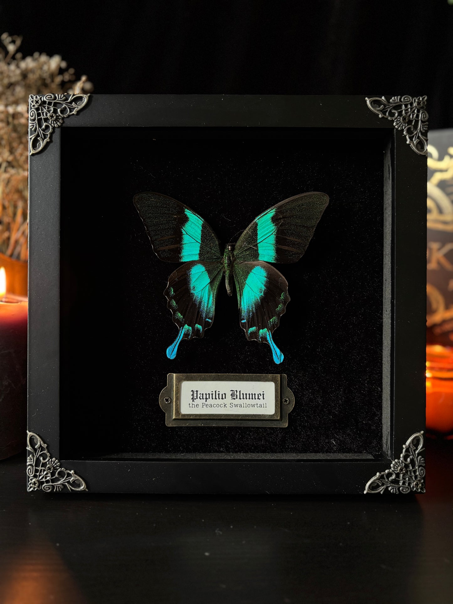 Papilio Blumei — Antique Velvet Frame Collection (20x20cm)