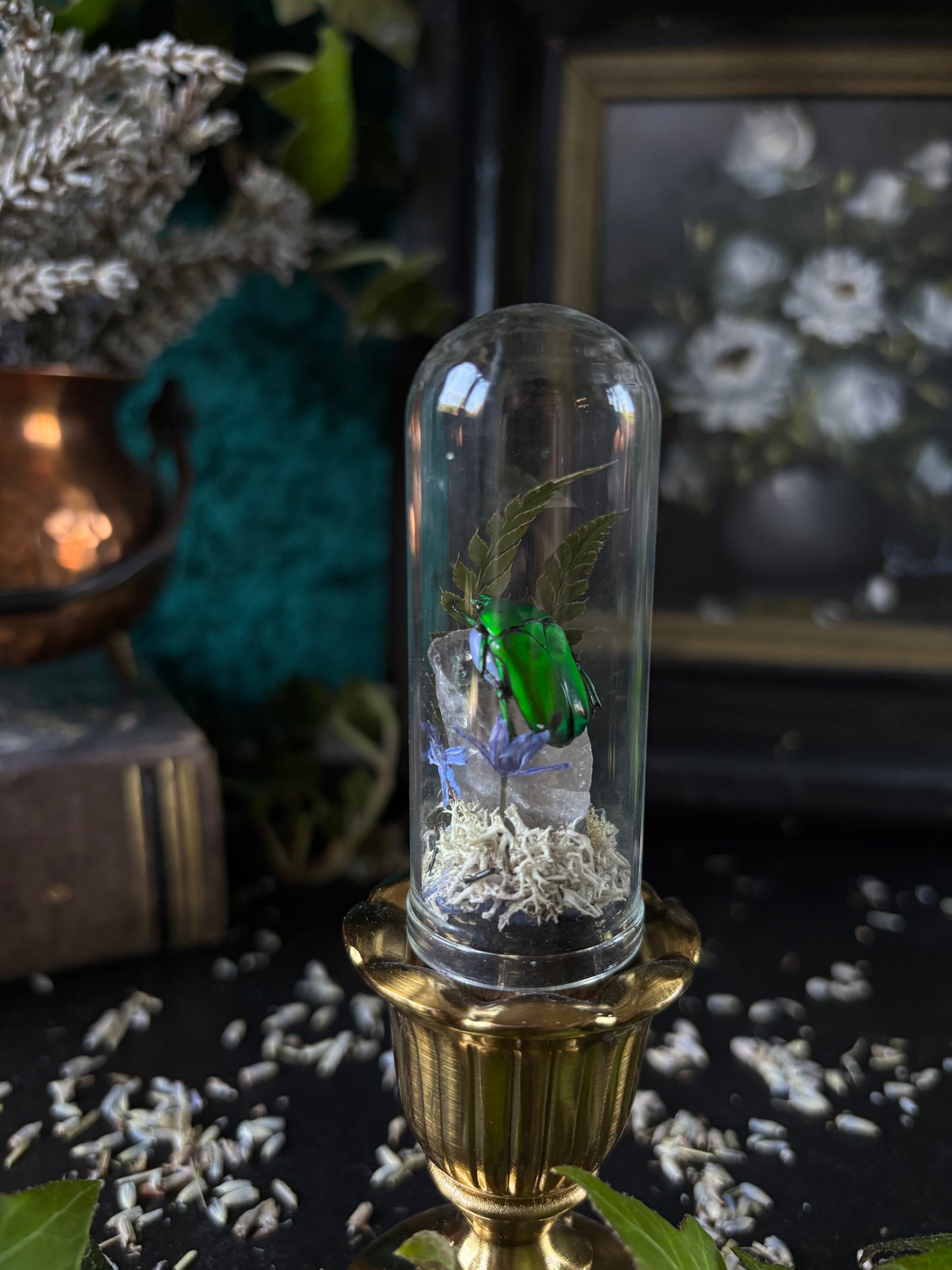 Glass dome with brass stand - Heterorrhina Sexmaculata