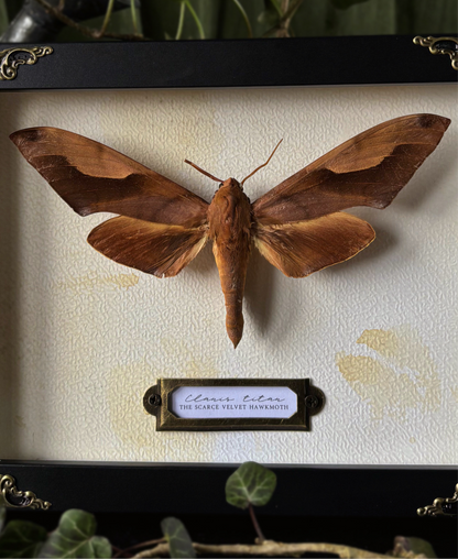 Clanis Titan - the scarce velvet hawkmoth