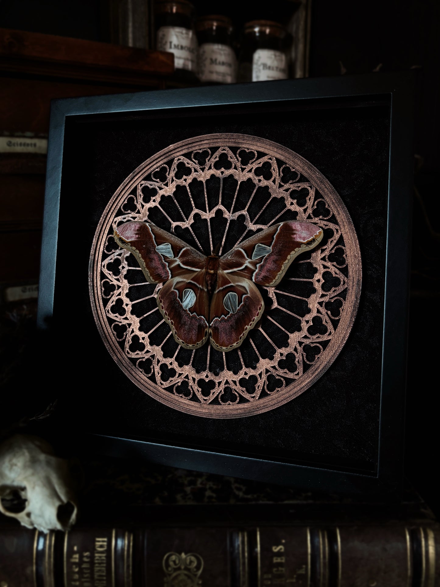 Gothic Rose Window | Rothschildia Moth (20x20cm)