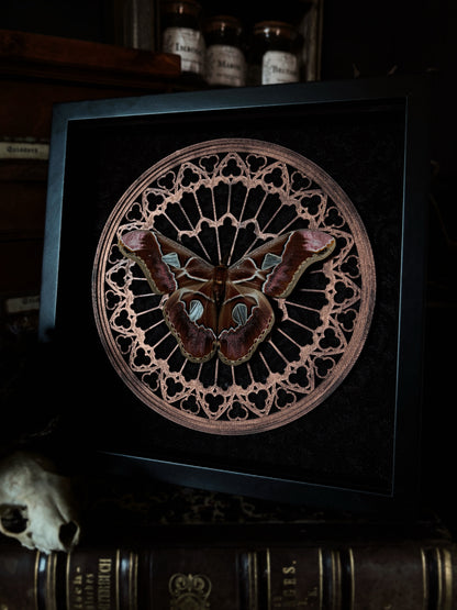 Gothic Rose Window | Rothschildia Moth (20x20cm)