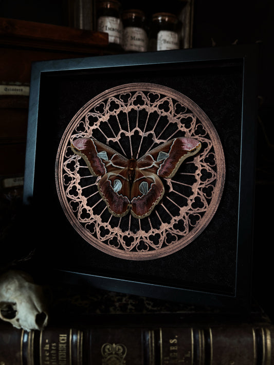 Gothic Rose Window | Rothschildia Moth (20x20cm)