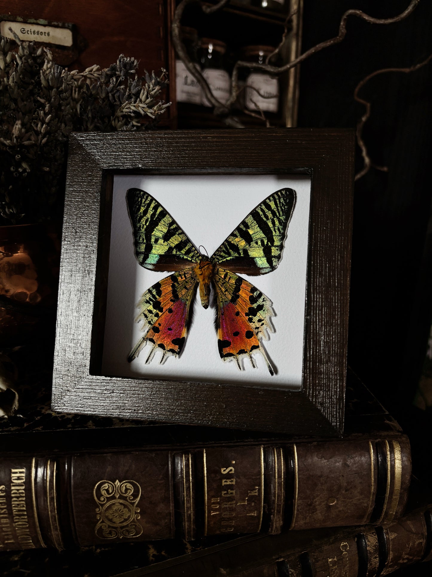 Urania ripheus | Wings of Whimsy Collection (12x12cm)