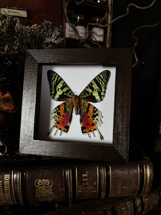 Urania ripheus | Wings of Whimsy Collection (12x12cm)