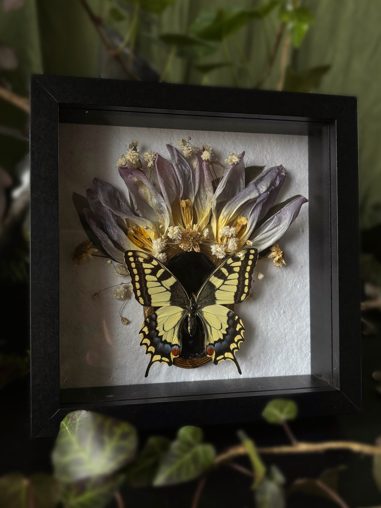 Tulip crown - Papilio Machaon