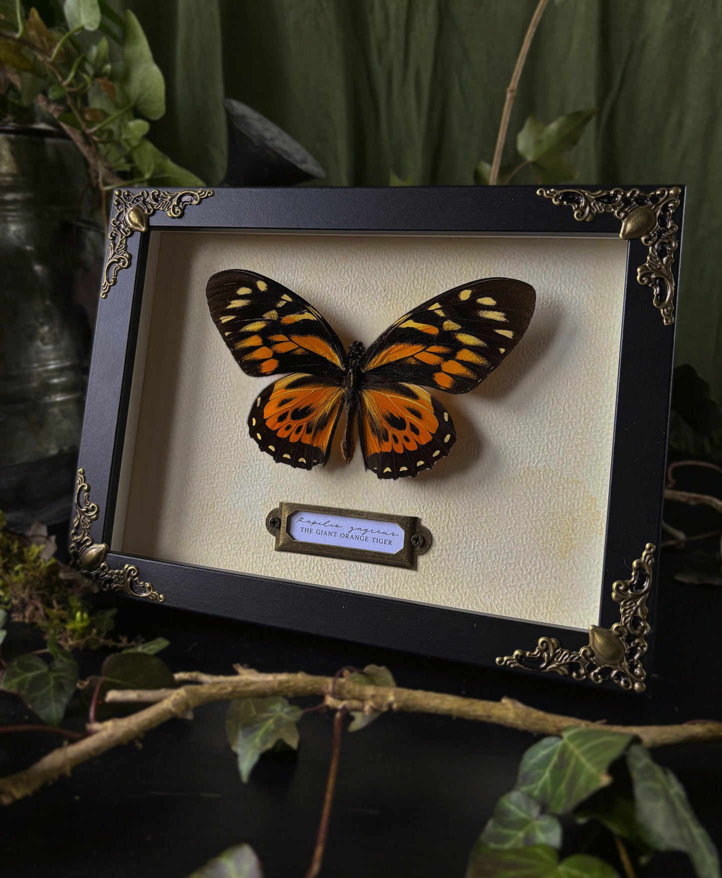 (Rare) Papilio Zagreus - the giant orange tiger