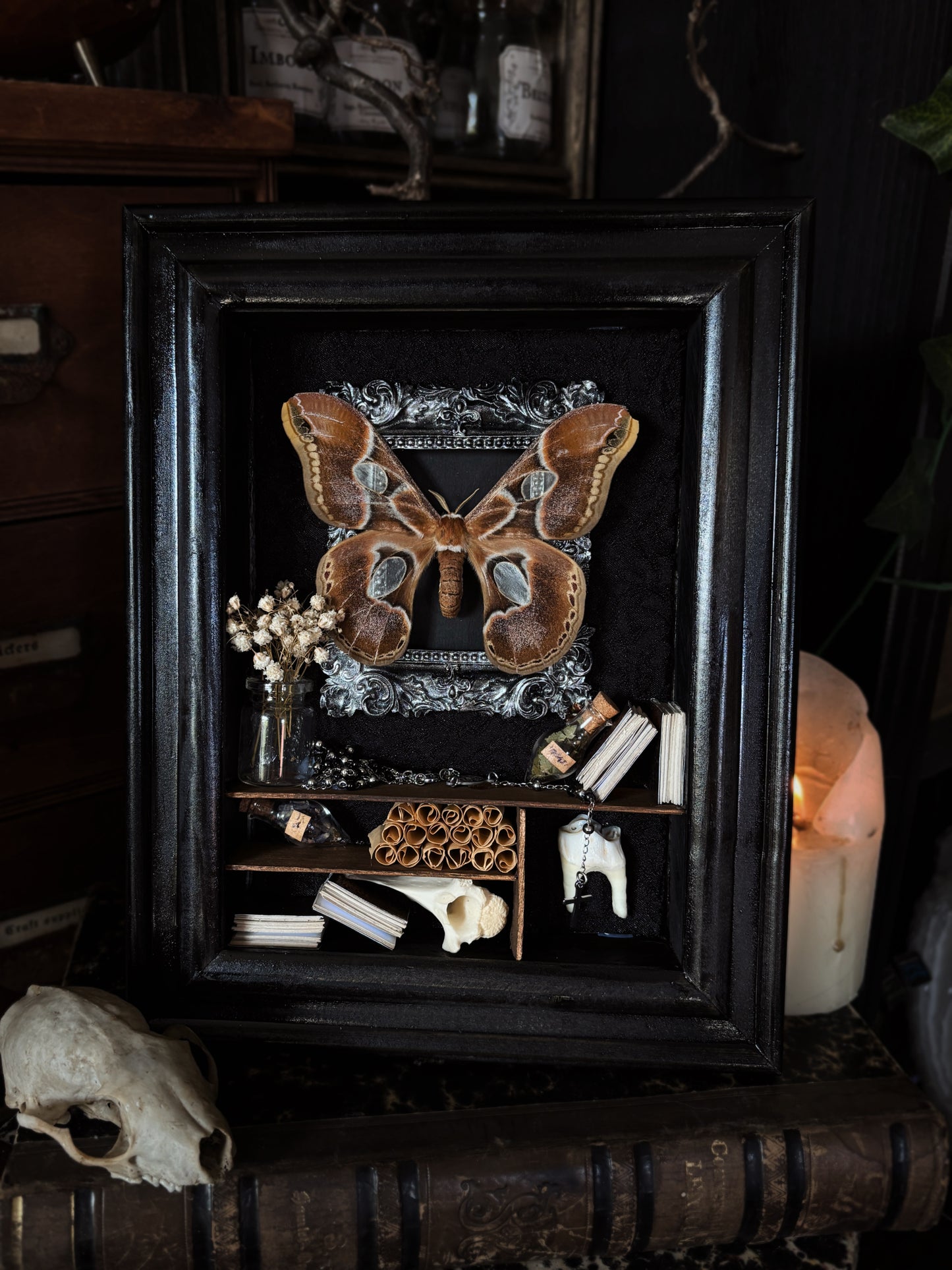 Antique Moth Cabinet | Rothschildia lebeau (18x13cm)
