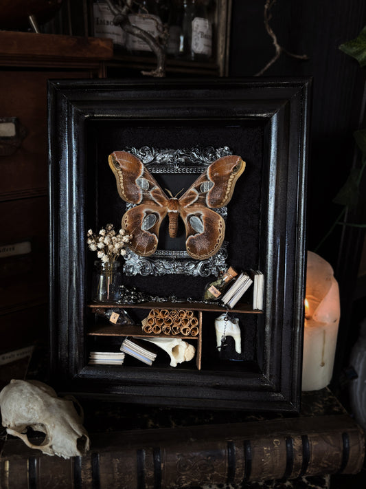 Antique Moth Cabinet | Rothschildia lebeau (18x13cm)