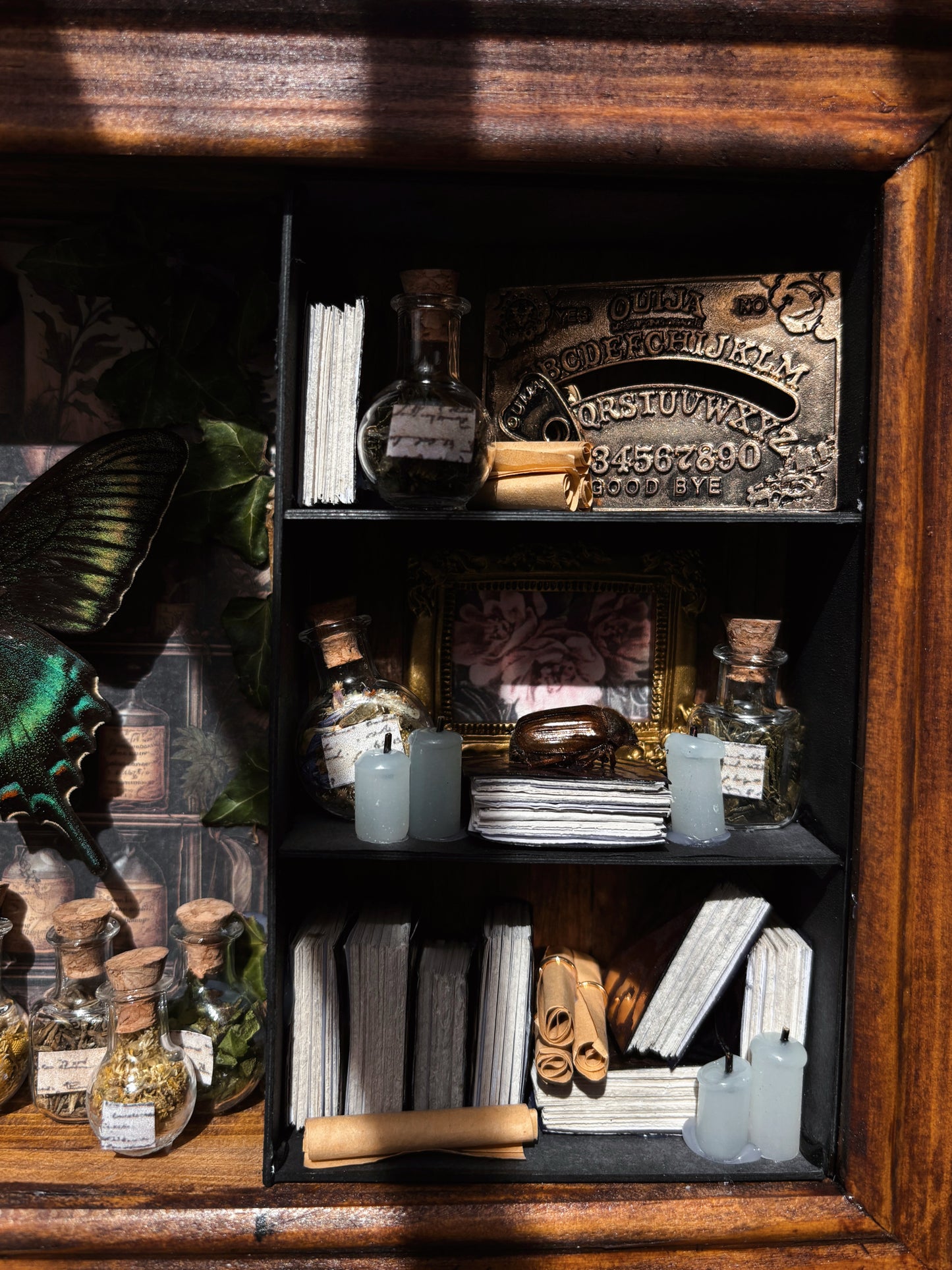 Verdant Study – Miniature Witch’s Cabinet – Papilio maackii (23x18cm)
